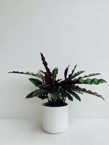 Calathea Insignis 12cm