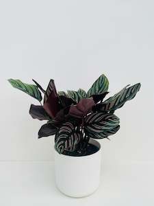 Calathea Ornata 14cm