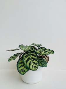 Calathea Makoyana 14cm