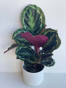 Calathea Shinestar 12cm