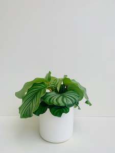 Calathea Orbifolia 14cm