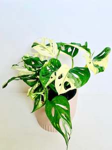 Variegated Monstera Monkey Mask 14cm