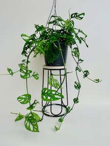 Gift: Monstera Swiss Cheese Vine 17cm