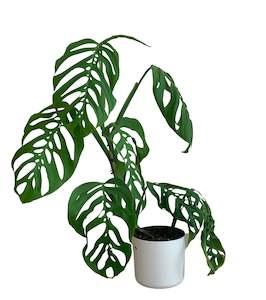 Monstera Obliqua Var Epipremnoide