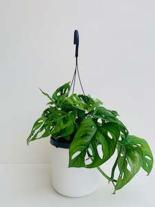 Monstera Monkey Mask 17cm Hanging Pot Plant