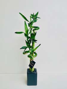 Lucky Bamboo Small