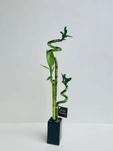 Gift: Lucky Bamboo Double