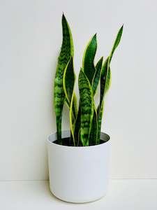 Sansevieria Tri Variegated (Snake Plant) 4.5L