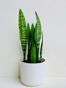 Sansevieria Black Coral (Snake Plant) 4.5L