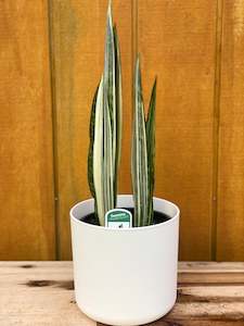 Sansevieria Bantel’s Sensation (Snake Plant) - 14cm