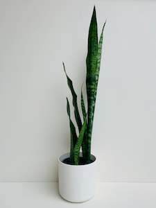 Sansevieria Black Coral (Snake Plant) 1.3L - 1.5L