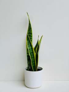 Sansevieria Variegated (Snake Plant) 14cm