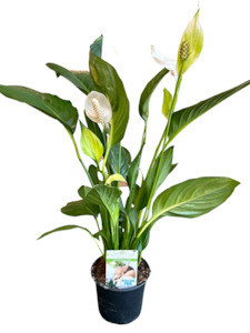 Spathiphyllum Catalina - Peace Lily 14cm