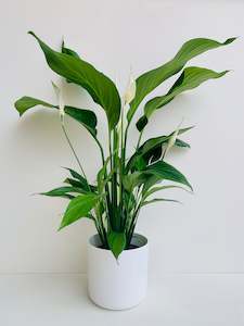 Spathiphyllum Sylvana - Peace Lily 15cm