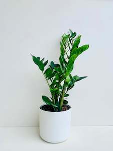 ZZ Plant - Zanzibar Gem (Zamioculcas zamiifolia) 23CM