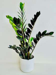 ZZ Plant - Zamioculcas Zamiifolia Black Knight 14CM