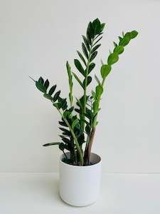 ZZ Plant - Zanzibar Gem (Zamioculcas zamiifolia) 14CM