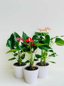 Anthurium Assorted Ceramic in 9cm