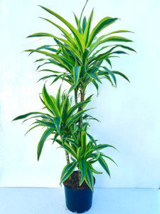 Dracaena Green Stripe Tripple Planted 4.5L