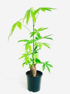 Pachira Triple Planted Money Tree 14CM