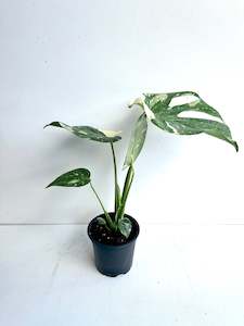 Monstera Thai Constellation 12CM