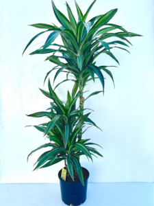 Dracaena Ulysses Tripple Planted 4.5L