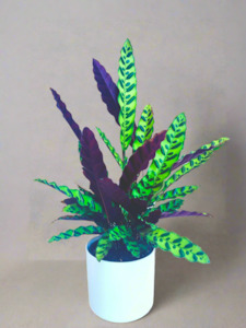 Calathea Insignis 14CM