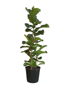 Ficus Bambino 25CM