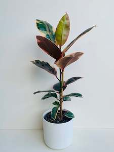 Ficus Ruby 2.5L