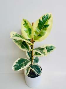 Ficus Elastica Tineke 17cm