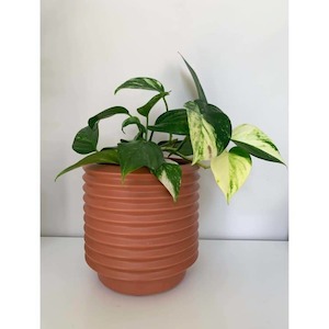 Money Plant Golden Pothos in Large Rosewood Berlin Planter Urban Stock New Zealand