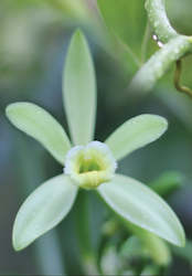 Specialised food: How to Pollinate a Vanilla Flower - Tip of the Day