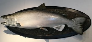 Rakaia Salmon