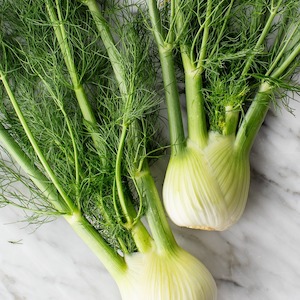 Fennel bulb pkt