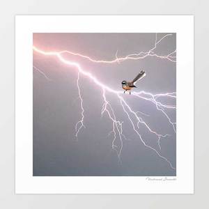 'Fantail on lightning bolt' Art Print by Vertigo Artography