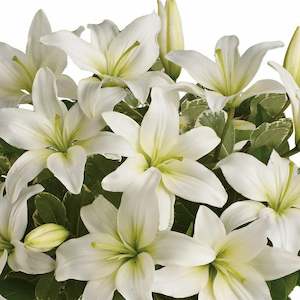 Florist: White Beauty