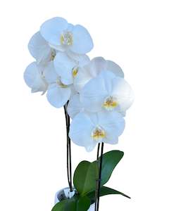 Phalaenopsis Orchid Plant