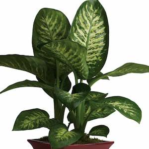 Florist: Evergreen Indoor Plant