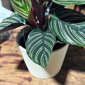 Florist: Calathea Ornata