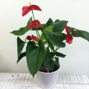 Anthurium Plant