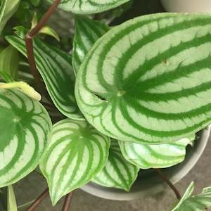 Peperomia Watermelon Plant