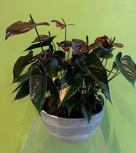 Flower: Anthurium Pot plants