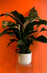 Flower: Spathiphyllum Potted Plant