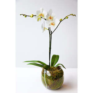 Phalaenopsis Orchid