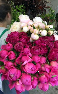 Flower: Peonies - the ultimate spring flower!