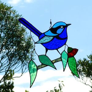 Splendid Blue Fairywren & Eucalyptus