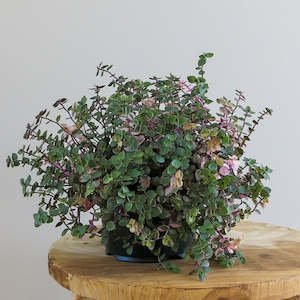 Plant: Callisia Repens Variegata "Sweet Bubbles"