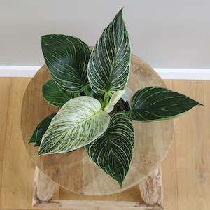 Philodendron Birkin