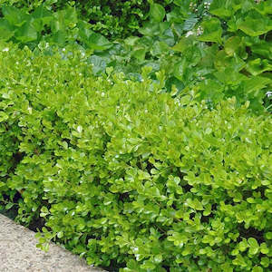 Japanese Boxwood (Buxus Microphylla)