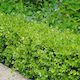 Japanese Boxwood (Buxus Microphylla)